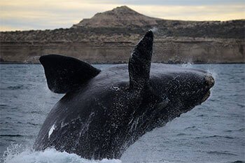 avistaje ballenas puerto madryn