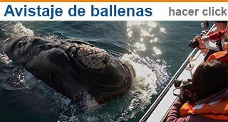 ballenas 2024