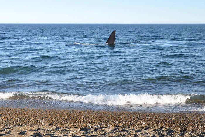 ballenas puerto madryn