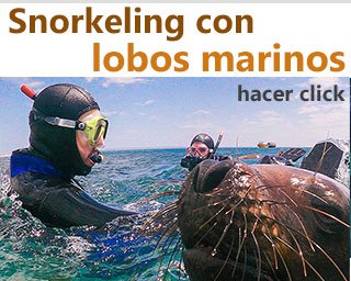 snorkel lobos marinos madryn